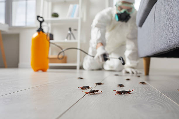 Commercial Rodent Management in North Bend